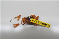 藏品(紅螯螳臂蟹)的圖片